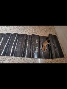 กับดักหนู กําจัดหนู กาวดักหนู จับหนู แผ่นใหญ่ขนาด 120*28ซม.เหนียวหนึบพิเศษ ติดทน ไม่ไหลเยิ้ม ใช้ง่าย สะดวก ปลอดสารพิษ