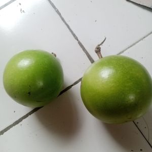 buah Maja atau berenuk segar