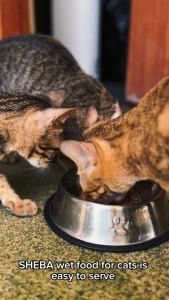 70g Sheba Fine Food All Stages Adult Kitten Cat Cats Wet Pouch Pet Complete Balanced Nutrition Meal