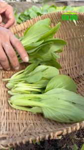 Hạt giống Cải Thìa Rado 77 20g Khoảng 3500 hạt Giàu dinh dưỡng | Hạt giống Rạng Đông