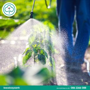 Combo BS14 Humic Amino BS18 Lasti – Bộ Cải Tạo Đất & Vi Sinh Phục Hồi Cây Suy Dinh Dưỡng – Bác Sĩ Cây Xanh