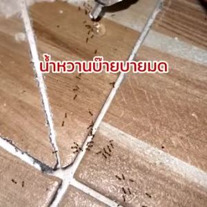 เจลกำจัดมด Anti Ant แอนติแอนท์ เหยื่อกำจัดมด เจลล่อมด หยดเดียวตายยกรัง - (แพค3หลอด)