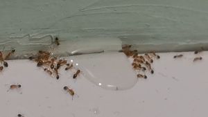 เหยื่อกำจัดมด DOMINANT LIQUID ANT BAIT