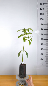 Cây Giống Bơ Lùn Thanh Sơn -  Dáng Lùn Dễ Chăm - Trái Béo Dẻo - Nhanh Cho Trái - Cây Giống Vân Anh