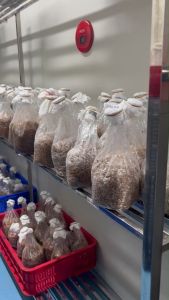 Meo giống nấm bào ngư trắng giống nấm sò trắng (500gr) hàng có sẵn chất lượng - 3C Farm