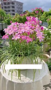 Combo 40 Củ hoa huệ mưa màu hồngcủ tóc tiên-gieo trồng quanh năm