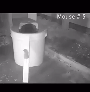 Mouse Trap for Home Rat Trap Bucket Lid for Rats Mice Smart Flip Mousetrap Reusable Rodent Trap