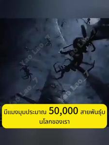 ไม่มีแมงมุมภายใน 10000 เมตร ไล่แมงมุม กำจัดแมงมุม สามารถสลับสามโหมดได้ ความปลอดภัยและการปกป้องสิ่งแวดล้อม โหมดชาร์จใหม่ได้ อายุการใช้งานยาวนาน ยาไล่แมงมุม น้ำยาไล่แมงมุม สเปรย์ไล่แมงมุม