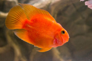 Assorted Parrot /Ornamental fish/Freshwater/Readystock