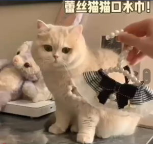 围兜蕾丝.mp4