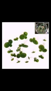 Aquarium Fish Tank Garden Water Decor 18pcs/Set Artificial Floating Duckweed with Roots