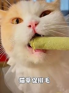 Cat Grass Teething Stick Freeze-Dried Cat Treats For Hairball Removal Rumput Kucing Batang Gigi 30g