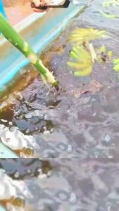 ALAT BANTU UNTUK MENYISIR PISANG DENGAN CEPAT DAN MUDAH