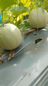 AMANDA TAVI F1 - Benih bibit biji buah melon hibrida manis besar CAP KAPAL TERBANG