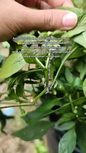 100%Bunuh Racun serangga yang kuat yang membunuh semua perosak tanah dan bawah tanah dalam jarak 10000 meter. Ia boleh membunuh jagung durian manggis pokok buah-buahan dan sayur-sayuran.
