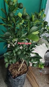 Bibit jeruk santang madu sudah berbuah banyak super