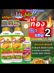 นาทีทอง โปรสู้ฝน 1 แถม 2 แก้ไขอาการข้าวโพดน็อคน้ำ ต้นเหลือง ต้นม่วง แกนเล็ก เมล็ดเต็มน้ำหนักดี ฮอร์โมนฉีดพ่นทางใบ