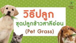 Pet Grass ผลิตภัณฑ์เสริมอาหาร ชุดปลูกต้นข้าวสาลีอ่อนออร์แกนิค สําหรับสัตว์เลี้ยง