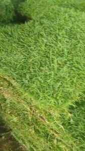 หญ้าสดพร้อมปลูก 50x100 cm ครึ่งตารางเมตร​ ปูสนาม แต่งสวน พร้อมปลูก