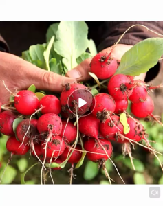 Biji Benih Ceri Lobak Merah (120 seeds) /红樱桃萝卜籽/Red Cherry Radish seeds