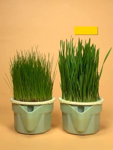 Pet Cat Grass with Cup Seed Set Rumput Untuk Kucing Biji Benih Cat Wheat Grass Healthy Cat Food Hairball Solution
