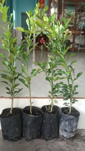 Cây chanh thái. 9 THÁNG. 50K