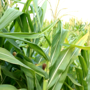 เมล็ดพันธุ์ ข้าวโพดข้าวเหนียวสโรชา (ซองรีเทล)