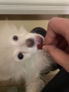 ขนมสุนัข 500g ขนมน้องหมา แถบเนื้อ ขนมหมา แถบเนื้อ โปรตีนสูง ไขมันต่ำ หมาชอบกิน อาหารสุนัข