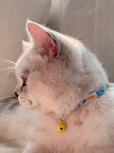 UF.Bemo | Customizable Safety Cat Collar Anti-choke