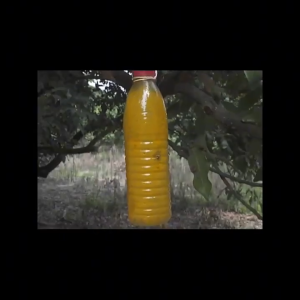 สารล่อแมลงวันทอง เมทิลยูจินอล ขนาด 450 ซีซี มีให้เลือก 1-5 ขวด (METHYL EUGENOL) กับดักแมลงวันทอง น้ำยาล่อแมลงวัน น้ำยาดักแมลงวันทอง สเปรย์กาว 450ml สารล่อแมลงทอง