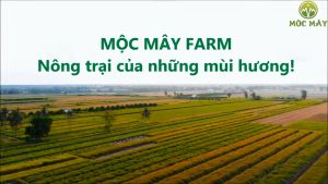 Tinh dầu thiên nhiên nguyên chất 10ml Mộc Mây - tinh dầu Organic nguyên chất từ thiên nhiên xông phòng thơm phòng thư giản đuổi muỗi