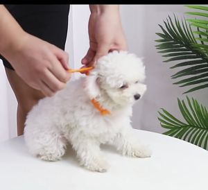 Pet Cat Dog Anti Flea Tick Collar Mosquito Insect Adjustable Deworming Deworming Dog Cat Collar pet Supplies