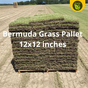 Bermuda Grass Pallet 12x12 inches for planting with roots