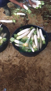 Lobak Putih Segar Fresh 1kg Petani pangalengan Bandung Selatan - Wasilah Wargi