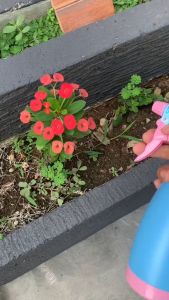 BW02 - BOTOL SPRAY SEMPROT TANAMAN Burung Kaca Desinfektan - Botol Air