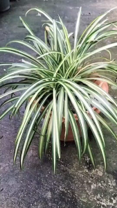 ต้นไม้เศรษฐีเรือนใน ว่านเศรษฐีเรือนใน ไม้มงคล เสริมโชคเงินทอง จัดส่งทุกวัน ต้นไม้