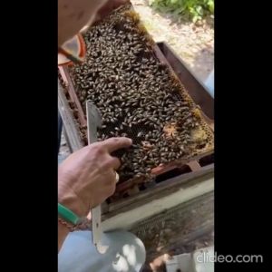 <PROMO> Doorgift Pure Honey/Honey Longan/Bee/Hexagon/Premium/Madu Asli/Madu Longan/Lebah/HALAL/纯蜂蜜/蜂蜜/龙眼蜜/蜜蜂/礼物 - 50克/50g