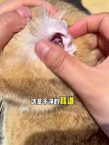 BAYLDAHL | Ear Mite & Malassezia Fungal Infection Pet Ear Drops