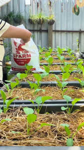 Phân Bò Vi Sinh Sfarm Túi 5Kg - Phân Bón Hữu Cơ Bổ sung dinh dưỡng cải tạo đất tơi xốp trung vi lượng và Acid Humic