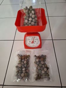 BIJI BUAH KALALOYANG /HERBAL/BUAH KEBIUL/BUAH GOREK/ASLI/HARGA 100 GR