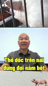 THUỐC HẠ SỐT HEO NÁI (MOVIC@)