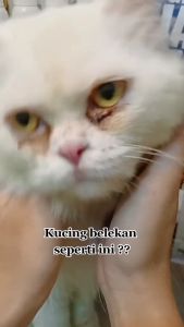 Clever Solutions - TEAR STAIN REMOVER (Pembersih Mata Kucing Pembersih Noda Kotoran Mata Kucing Eye Cleanser)
