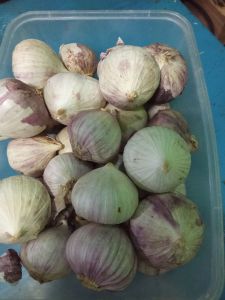 BAWANG PUTIH TUNGGAL/BAWANG LANANG  ASLI MURAH  BUMBU MASAK DAN OBAT HERBAL KUALITAS SUPER.IMPOR UKURAN BESAR DAN KECIL