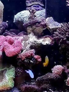 แหนบยักษ์ แหนบตรง แหนบโค้ง แหนบสแตนเลส แหนบตกแต่งตู้ปลา ให้อาหารแหนบสัตว์ 30ซม