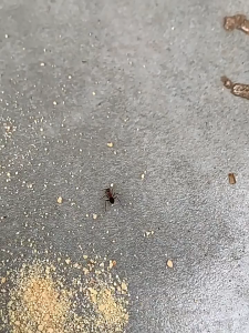 Strong ants medicine household ants killing strong cockroach indoor household termite control special medicine Quickly kills many types of ants non-toxic/Ant bait No/Ant repellent /Rap pest control Safe for family and pets