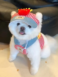 Pet Leash For Small Dog Cat Nylon Retractable Roulette Automatic Extending Traction Rope Dog Walking