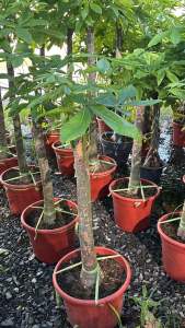 ศุภโชค ไม้มงคลแบบลำต้นเดียว ปลูกประดับ ฟอกอากาศ