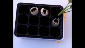 Seedling blok non woven/50PCS round seedling cocopeat