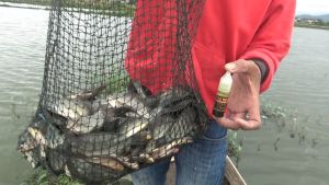 ESEN PANCING NILA JAER LUMUT PELET AMPUH GACOR VERON FISHING STRIKE IKAN LOMBA HARIAN SUNGAI DANAU BENDUNGAN RAWA