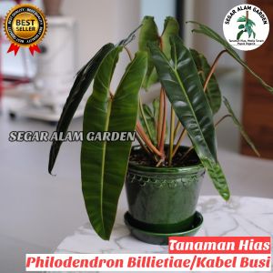 Tanaman Hias Philodendron Billietiae ORIGINAL - Philo Kabel Busi